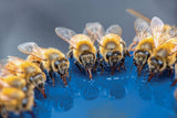 HYDROXIL "Bienen Trunk" 5L - UrQuelle