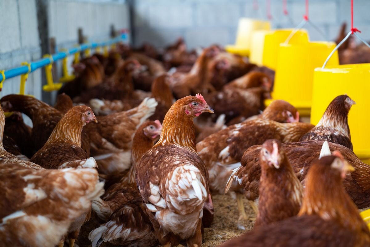 HYDROXIL Nutztiere & Tierzucht 1000L - UrQuelle