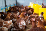 HYDROXIL Nutztiere & Tierzucht 20L - UrQuelle